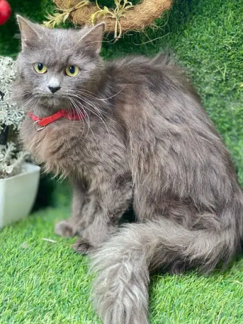 persian cat