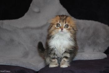 Scottish Folds Friendly, House Trained, Brilliant Nature