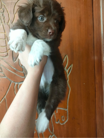 كلاب هافانيز