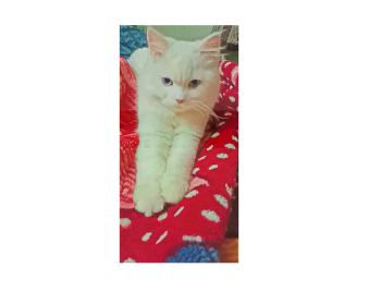 Diamond blue eyes male cat for meeting process