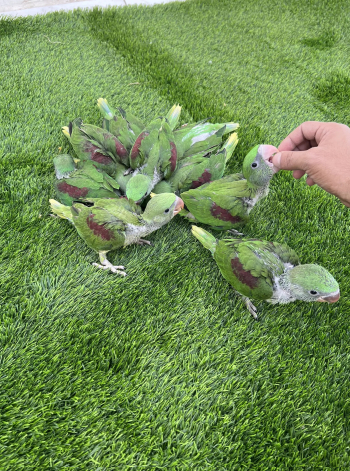 فروخ نيبالي Alexandrine