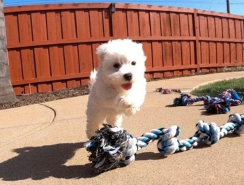positive Maltese puppies