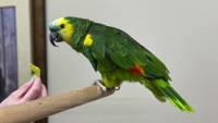 Talking Male and Female African Grey Parrots For Sale/Macaw/Cockatoo