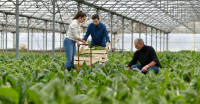 Inventory Management System for Commercial Plant Growers, Greenhouses & Nursery