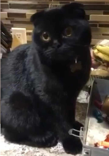 اجمل ذكر اسكوتش فولد بارخص سعر