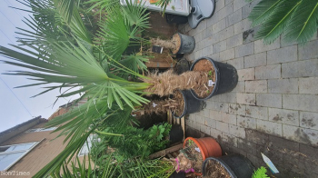 6ft Trachycarpus Fortunei Palms. UK Wide Delivery Available