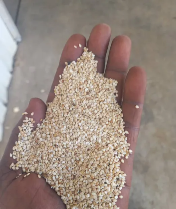 بزور السمسم السوداني جميع الأنواع متوفر في المخازن