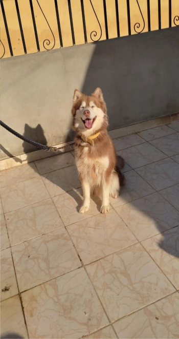 هاسكي تقليب عالي للبدل بجروين جيرمان لونج هير تقليب عالي او للبيع