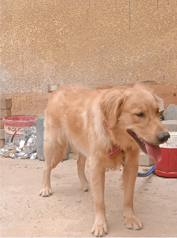 كلب جولدن عمره سنة البيع لعدم التفرغ