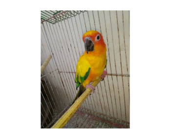 Sun conure female and Bule RingNet parrot female.