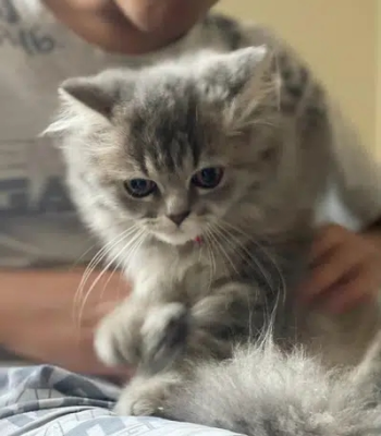 قطه بيرشن انثى عمره تقريبا ٤ اشهر