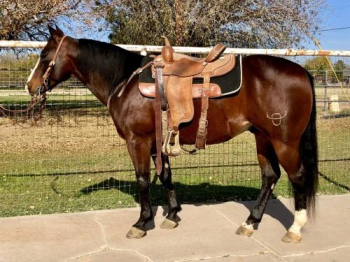2015 AQHA, 15.2hh Bay gelding OSUALDO SMART OLENA