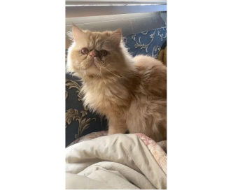 Stud Male available for matting