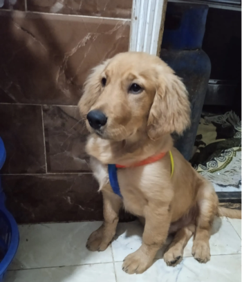 كلب كوكر للبيع