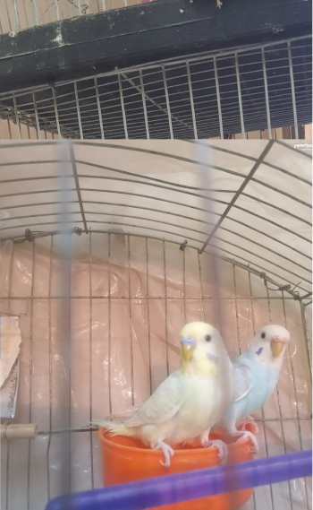 قص تركيبات للبيع