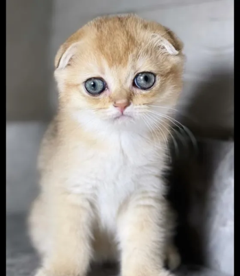 Scotch Gold - Female