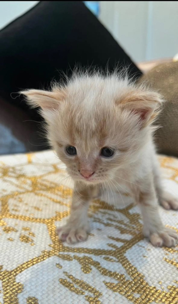 قطط مينكون للبيع