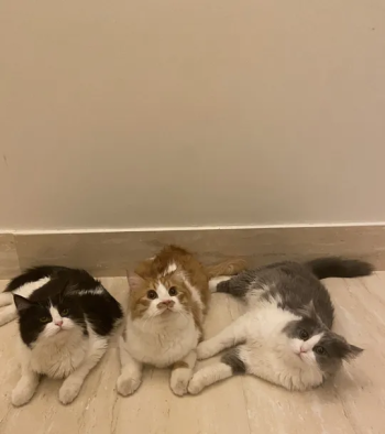 قطط للتبني الرياض