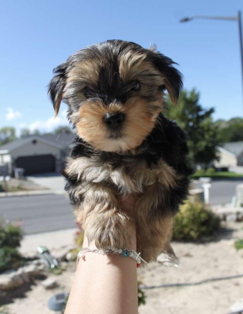 Pure Black and Tan PARTY YORKIE weeks readdy to go to a loving home. Not Free.