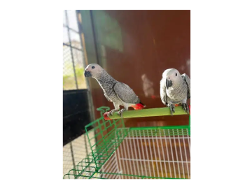 African Grey Parrots