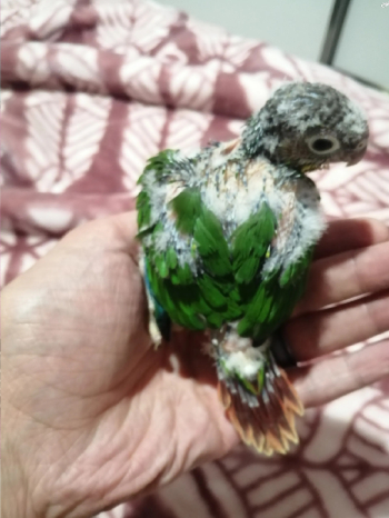 جرين شيكد كنيور