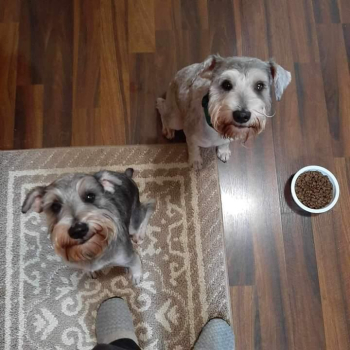 2 BONDED 1 year old Miniature Schnauzers