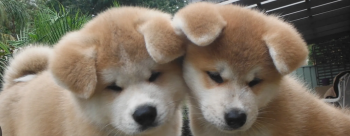 japanese akita