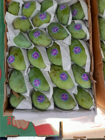 مانجا فص جوده عاليه انتقيناها من مزارعنا خصيصا لكم