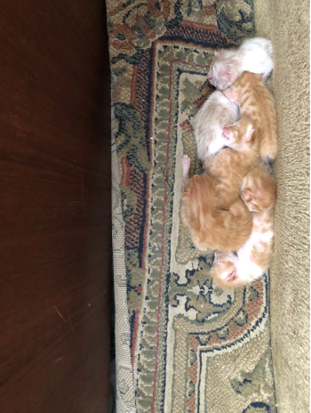 Cats for sale 4 weeks old able to sell them at 7 weeks old