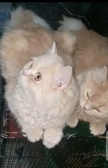 Persian kittens | Punch Face | Triple Coated | Persian Cat For sale