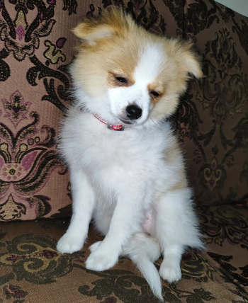 Pomeranian Puppies