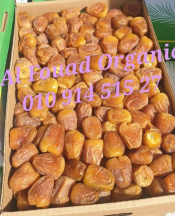 رطب ومفتل سكرى سعودى القصيم بريميوم