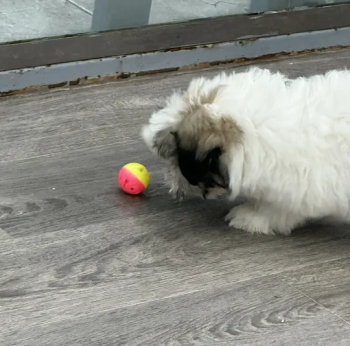 Maltese puppy 3 months