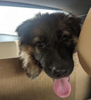 German Shepherd Puppies (+)