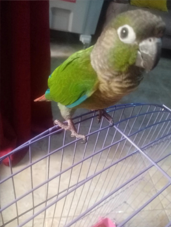 2 جرين شيكد كونيور للبيع