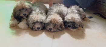 Original unique coated Shihtzu pups for sale