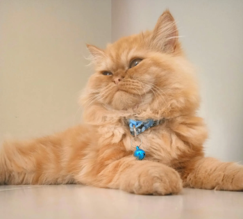 قط شيرازي سنة و نصف