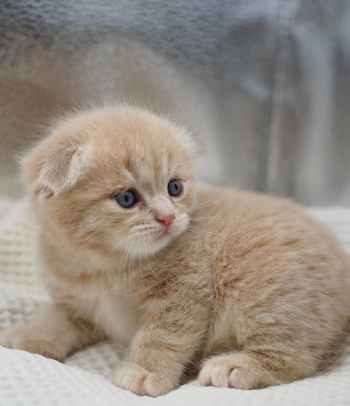 Scottish Fold Kitten