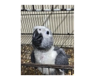 African grey parrots chicks available