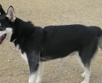 Husky for sale