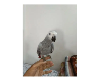 Baby Kango Gray Parrot