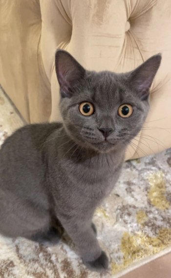 سكوتش فولد و بريتيش بيور للبيع