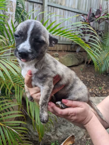 Purebred blue/ brindle Chihuahua puppies for sale