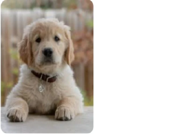 حيوانات للبيع في الرياض السعودية