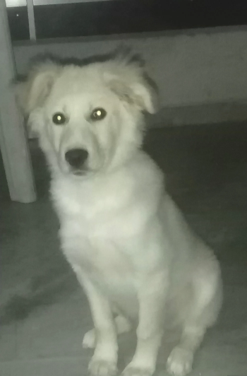 جرو غولدن ذكر