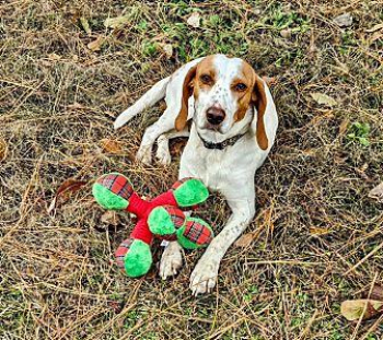 Winnie Hound (Unknown Type) Young Female in Greenlawn, New York